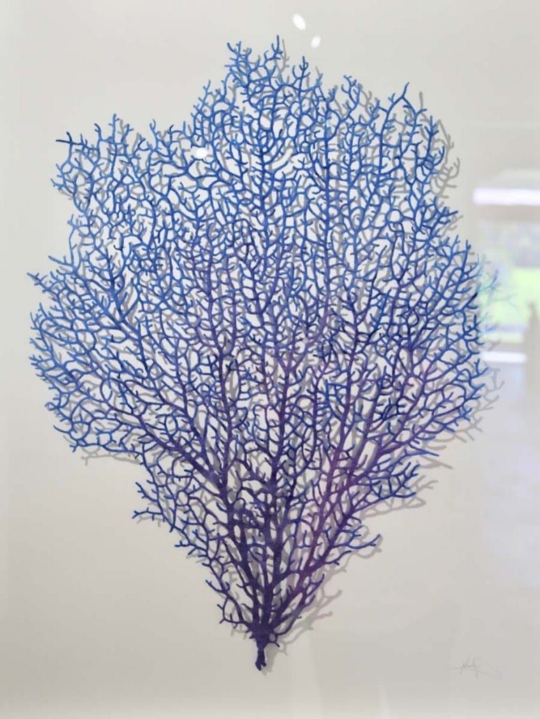 Coral Fan