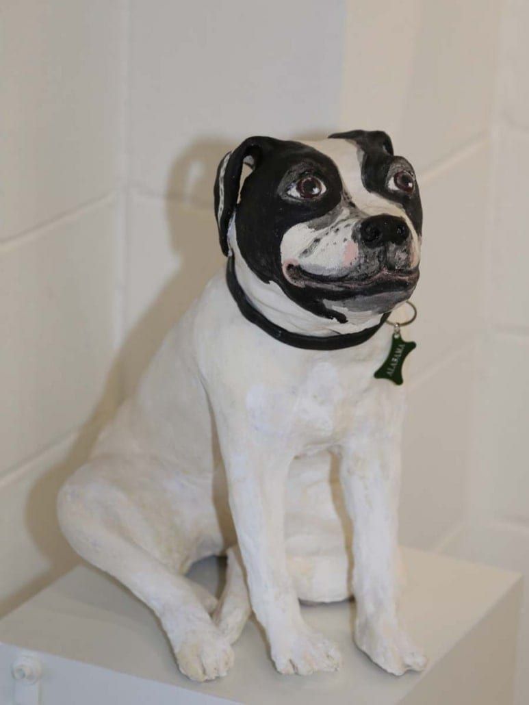 American Boxer Dog