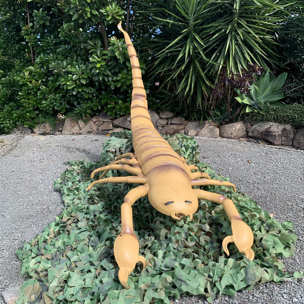 Arizona Scorpion | 2025