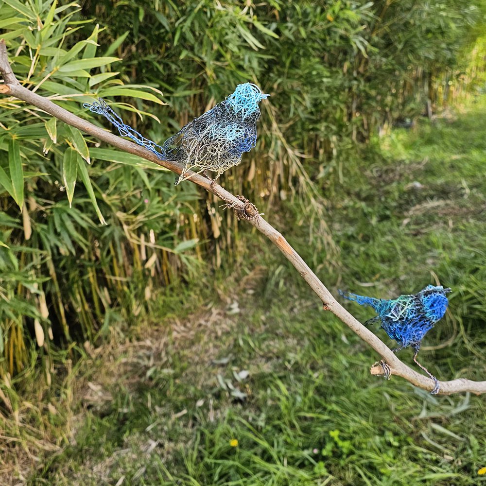 Fairy Wren | 2025