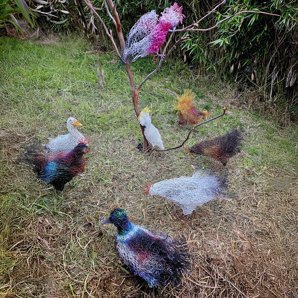 Chooks, Ducks, Sulphur Crested Cockatoo and Galah | 2025